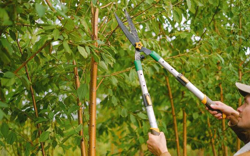 Tree trimming in Burket, IN