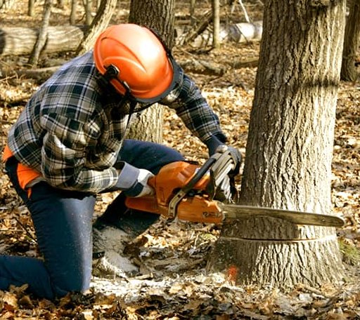 Tree Removal in Burket, IN